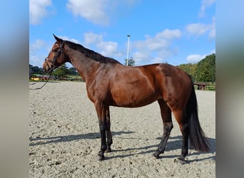 Oldenbourg, Jument, 5 Ans, 172 cm, Bai