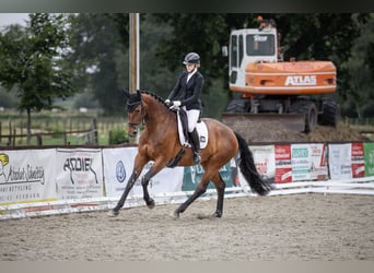 Oldenbourg, Jument, 5 Ans, 172 cm, Bai