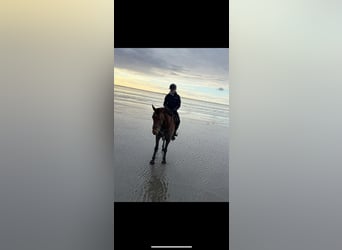 Oldenbourg, Jument, 5 Ans, 172 cm, Bai