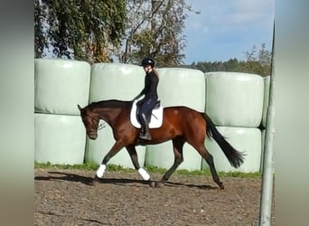Oldenbourg, Jument, 5 Ans, 172 cm, Bai