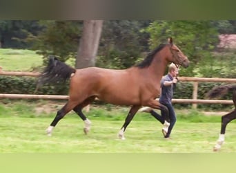 Oldenbourg, Jument, 5 Ans, 172 cm, Bai