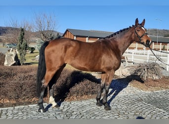 Oldenbourg, Jument, 5 Ans, 172 cm, Bai