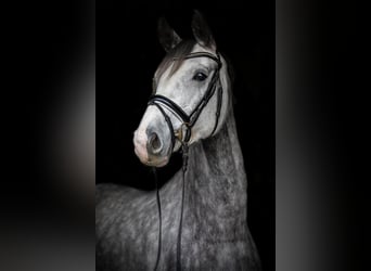 Oldenbourg, Jument, 5 Ans, 172 cm, Gris