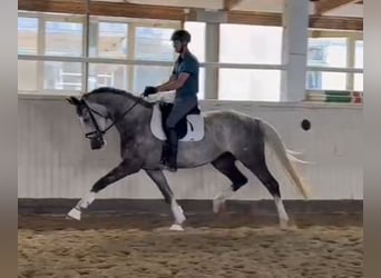 Oldenbourg, Jument, 5 Ans, 172 cm, Gris