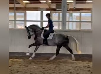 Oldenbourg, Jument, 5 Ans, 172 cm, Gris