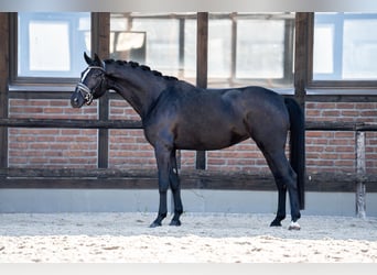 Oldenbourg, Jument, 5 Ans, 172 cm, Noir