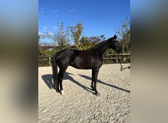 Oldenbourg, Jument, 5 Ans, 172 cm, Noir