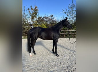 Oldenbourg, Jument, 5 Ans, 172 cm, Noir