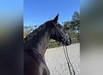 Oldenbourg, Jument, 5 Ans, 172 cm, Noir