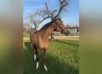 Oldenbourg, Jument, 5 Ans, 173 cm, Alezan brûlé