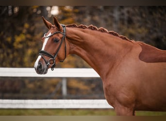 Oldenbourg, Jument, 5 Ans, 173 cm, Alezan