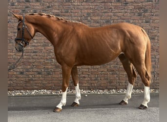 Oldenbourg, Jument, 5 Ans, 173 cm, Alezan