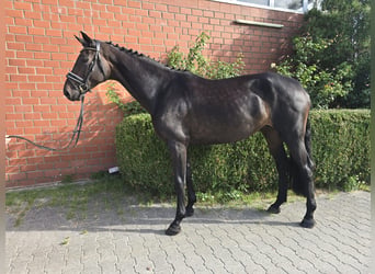 Oldenbourg, Jument, 5 Ans, 173 cm, Bai brun