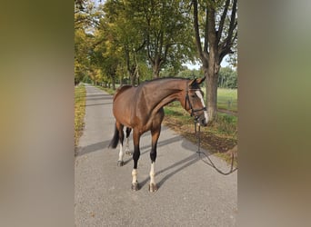 Oldenbourg, Jument, 5 Ans, 173 cm, Bai