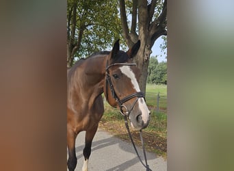Oldenbourg, Jument, 5 Ans, 173 cm, Bai