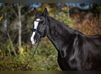 Oldenbourg, Jument, 5 Ans, 174 cm, Bai brun