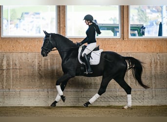 Oldenbourg, Jument, 5 Ans, 174 cm, Bai brun