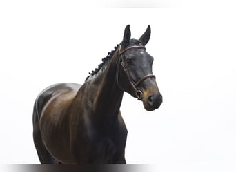 Oldenbourg, Jument, 5 Ans, 174 cm, Bai brun foncé