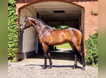Oldenbourg, Jument, 5 Ans, 174 cm, Bai cerise