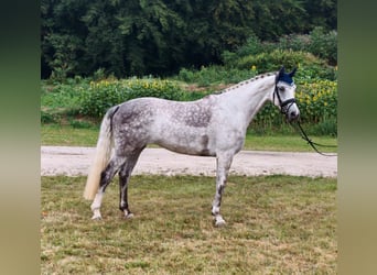 Oldenbourg, Jument, 5 Ans, 174 cm, Gris