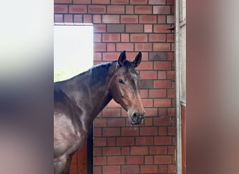 Oldenbourg, Jument, 5 Ans, 175 cm, Bai brun