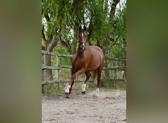 Oldenbourg, Jument, 5 Ans, 178 cm, Alezan