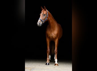 Oldenbourg, Jument, 5 Ans, 178 cm, Alezan
