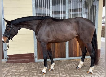 Oldenbourg, Jument, 5 Ans, 178 cm, Bai