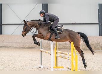 Oldenbourg, Jument, 5 Ans, 179 cm, Bai cerise