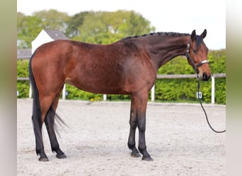 Oldenbourg, Jument, 5 Ans, 179 cm, Bai