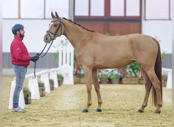 Oldenbourg, Jument, 5 Ans, Alezan