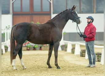 Oldenbourg, Jument, 5 Ans, Alezan