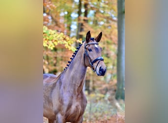 Oldenbourg, Jument, 5 Ans, Bai