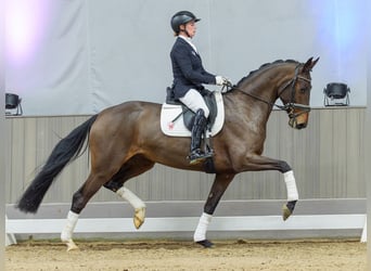 Oldenbourg, Jument, 5 Ans, Bai