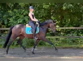 Oldenbourg, Jument, 5 Ans