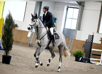 Oldenbourg, Jument, 5 Ans