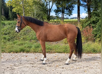 Oldenbourg, Jument, 6 Ans, 158 cm, Alezan