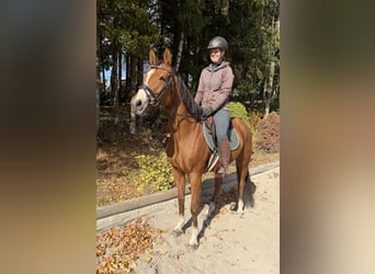 Oldenbourg, Jument, 6 Ans, 158 cm, Alezan