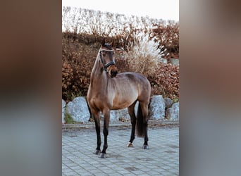 Oldenbourg, Jument, 6 Ans, 160 cm, Bai