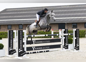 Oldenbourg, Jument, 6 Ans, 160 cm, Gris