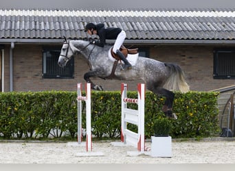 Oldenbourg, Jument, 6 Ans, 160 cm, Gris
