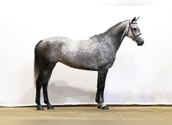Oldenbourg, Jument, 6 Ans, 160 cm, Gris