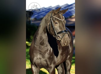 Oldenbourg, Jument, 6 Ans, 160 cm, Noir