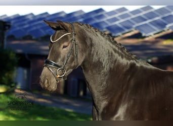 Oldenbourg, Jument, 6 Ans, 160 cm, Noir