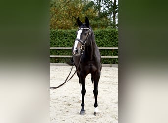 Oldenbourg, Jument, 6 Ans, 162 cm
