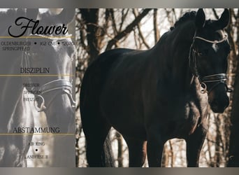 Oldenbourg, Jument, 6 Ans, 162 cm, Noir