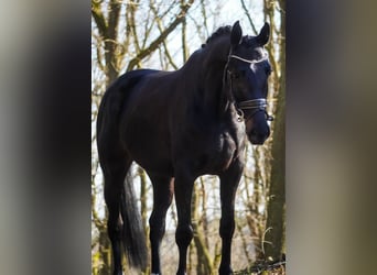 Oldenbourg, Jument, 6 Ans, 162 cm, Noir