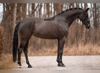 Oldenbourg, Jument, 6 Ans, 163 cm, Bai brun