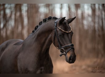 Oldenbourg, Jument, 6 Ans, 163 cm, Bai brun