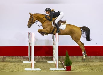 Oldenbourg, Jument, 6 Ans, 163 cm, Cremello